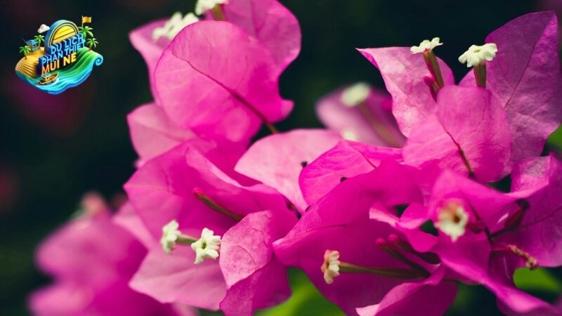 Những Mẹo Hay Để Có Những Bức Ảnh Ấn Tượng Tại Phim Trường Căn Nhà Màu Tím